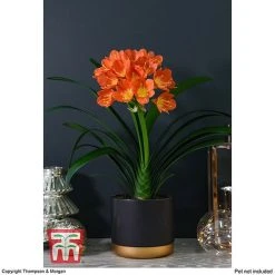 Clivia Miniata -plant CLIV WKB4547 C