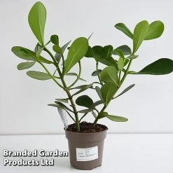 Clusia Rosea 'Princess' -plant CLUS PRINC12CM T44740