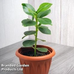 Clusia Rosea 'Princess' -plant CLUS PRINCESS WKF1162