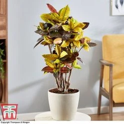 Codiaeum Variegatum Var. Pictum 'Mrs Iceton'