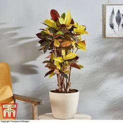 Codiaeum Variegatum Var. Pictum 'Mrs Iceton' -plant CODI 2880 A3