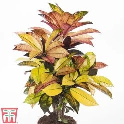 Codiaeum Variegatum Var. Pictum 'Mrs Iceton' -plant CODI TKA2880 A
