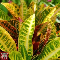 Codiaeum Variegatum Var. Pictum 'Mrs Iceton' -plant CODI TKA2880 C