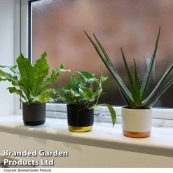 De-humidifying House Plant Collection -plant COLL DEHUMIDIF T46989