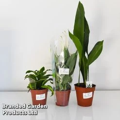 Almost Unkillable Houseplant Collection 13 Almost Unkillable Houseplant Collection -plant COLL UNKIL12CM T43974