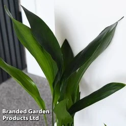 Almost Unkillable Houseplant Collection 11 Almost Unkillable Houseplant Collection -plant COLL UNKILLABL T43979