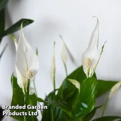 Almost Unkillable Houseplant Collection 12 Almost Unkillable Houseplant Collection -plant COLL UNKILLABL T43981