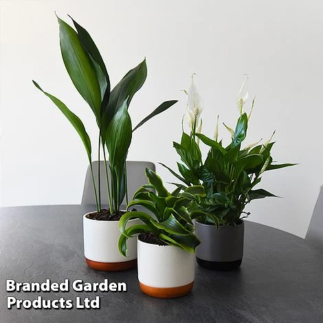 Almost Unkillable Houseplant Collection 2 Almost Unkillable Houseplant Collection - Image 2