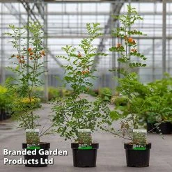 Colutea Media 'Copper Beauty'