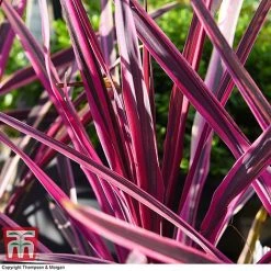 Cordyline 'Pink Passion' 11 Cordyline 'Pink Passion' -plant CORD 5852 A1