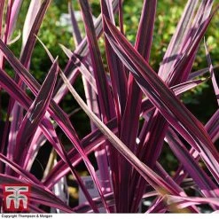 Cordyline 'Pink Passion' 12 Cordyline 'Pink Passion' -plant CORD 5852 A2