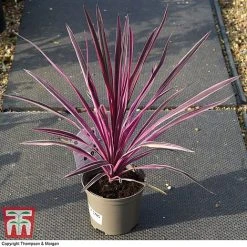 Cordyline 'Pink Passion' 13 Cordyline 'Pink Passion' -plant CORD 5852 A3
