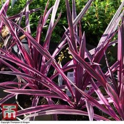 Cordyline 'Pink Passion' 14 Cordyline 'Pink Passion' -plant CORD 5852 A4