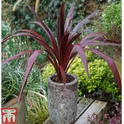 Cordyline 'Superstar'