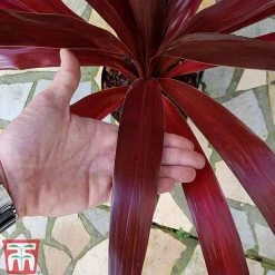 Cordyline 'Superstar' -plant CORD KB0130 C