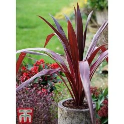 Cordyline 'Superstar' -plant CORD KB0130 D