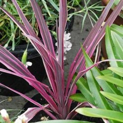 Cordyline 'Pink Passion' 10 Cordyline 'Pink Passion' -plant CORD T58525 A h