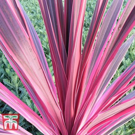 Cordyline 'Pink Passion' 1 Cordyline 'Pink Passion'