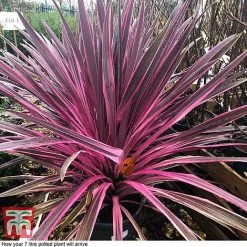 Cordyline 'Pink Passion' 15 Cordyline 'Pink Passion' -plant CORD T58525B