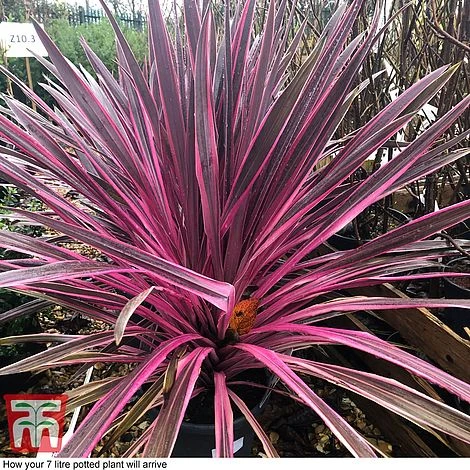 Cordyline 'Pink Passion' 8 Cordyline 'Pink Passion' - Image 8