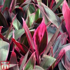 Cordyline 'Tango' 8 Cordyline 'Tango' -plant CORD TKA2884 B