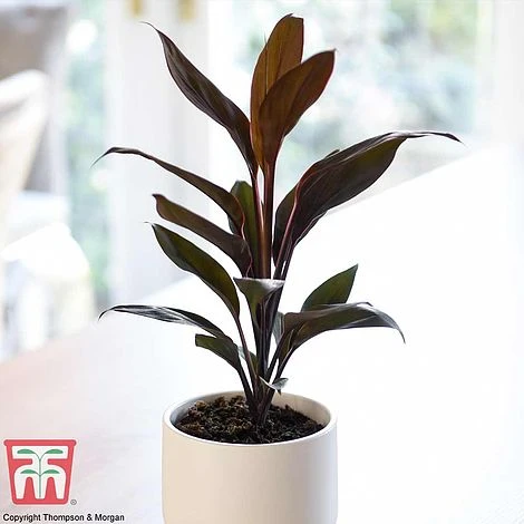 Cordyline 'Tango' 1 Cordyline 'Tango'