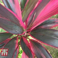 Cordyline 'Tango' 9 Cordyline 'Tango' -plant CORD TKA2884 E