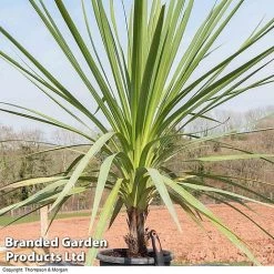 Cordyline Australis Verde Atlantic Green 5 Cordyline Australis Verde Atlantic Green -plant CORD AUSTRALIS B