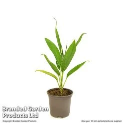 Cordyline 'Conga' (House Plant) -plant CORD CONGA10CM T52109