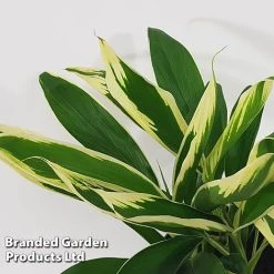 Cordyline 'Conga' (House Plant)