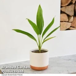 Cordyline 'Conga' (House Plant) -plant CORD CONGA T52110
