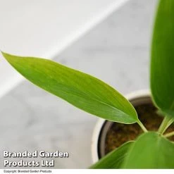 Cordyline 'Conga' (House Plant) -plant CORD CONGA T52112