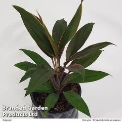 Cordyline 'Rumba' (House Plant) -plant CORD RUMBA10CM S50426
