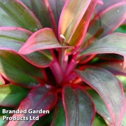 Cordyline 'Rumba' (House Plant) -plant CORD RUMBA L06646