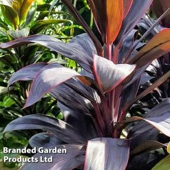 Cordyline 'Rumba' (House Plant) -plant CORD RUMBA L06647