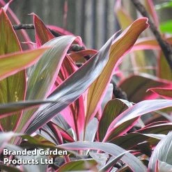 Cordyline 'Rumba' (House Plant) -plant CORD RUMBA L06648