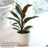 Cordyline 'Rumba' (House Plant)
