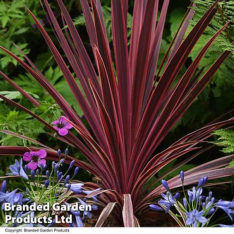 Cordyline 'Torbay Red' 1 Cordyline 'Torbay Red'