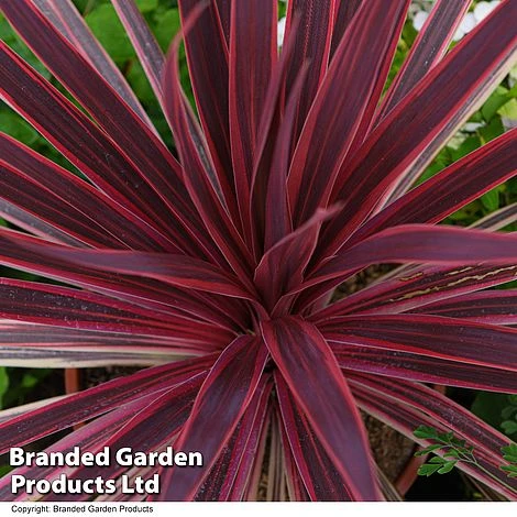 Cordyline 'Torbay Red' 2 Cordyline 'Torbay Red' - Image 2