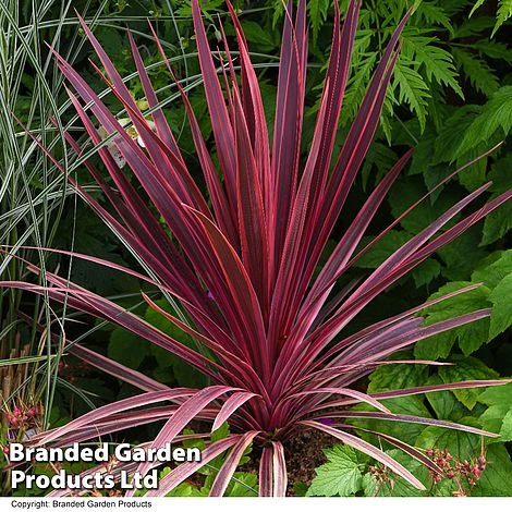 Cordyline 'Torbay Red' 3 Cordyline 'Torbay Red' - Image 3