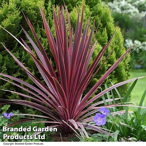 Cordyline 'Torbay Red' 4 Cordyline 'Torbay Red' - Image 4