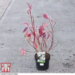 Cornus Alba 'Sibirica Variegata' -plant CORN 66170 A