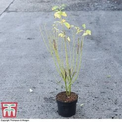 Cornus Sericea 'Bud's Yellow' -plant CORN 66174 A