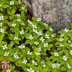 Cornus Canadensis -plant CORN T57945 B1