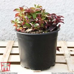 Cornus Canadensis -plant CORN T57945 e1