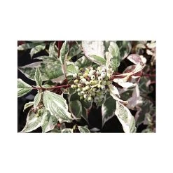 Cornus Alba 'Sibirica Variegata' -plant CORN T66170 A h