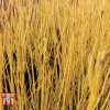 Cornus Sericea 'Bud's Yellow'