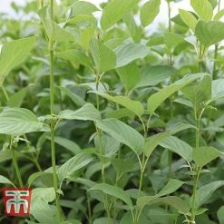 Cornus Sericea 'Bud's Yellow' -plant CORN T66174 C