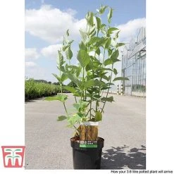 Cornus Sericea 'Bud's Yellow' -plant CORN T66174 D