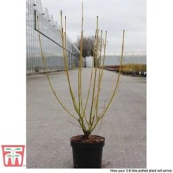 Cornus Sericea 'Bud's Yellow' -plant CORN T66174 E